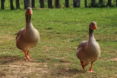 geese-201990_1280